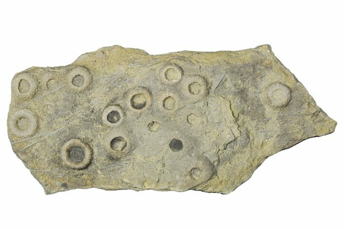 Cretaceous Fossil Urchin (Trochotiara) Plate - Morocco #283996